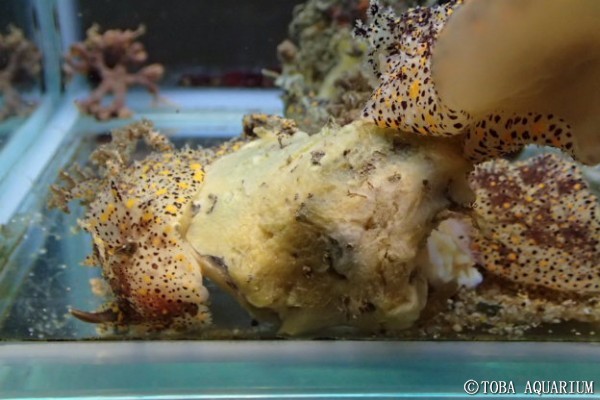 観賞魚のウジ虫