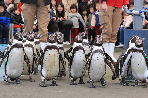 Penguin Walk