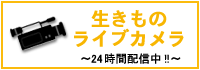 メールマガジン