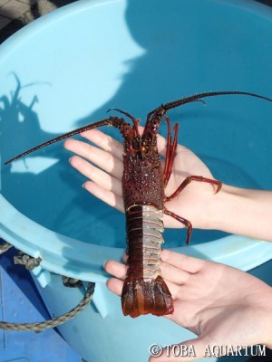 鳥羽水族館 飼育日記