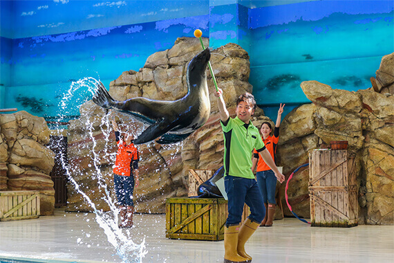 Sea Lion Show