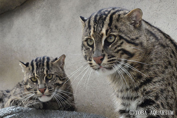 飼育の日 スナドリネコ 愛称募集 イベント 新着情報 鳥羽水族館公式ホームページ