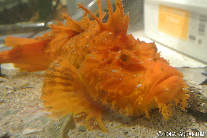 オレンジ色のオニオコゼ展示 イベント 新着情報 鳥羽水族館公式ホームページ オレンジ色のオニオコゼ展示 イベント 新着情報 鳥羽水族館公式ホームページ