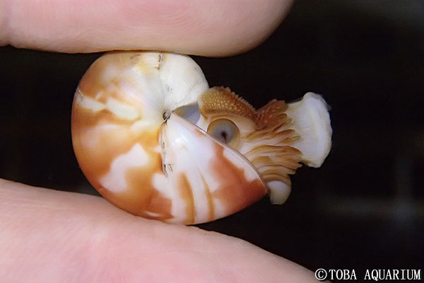 オオベソオウムガイに5年ぶりの赤ちゃん誕生 イベント 新着情報 鳥羽水族館公式ホームページ