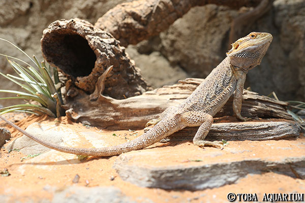 フトアゴヒゲトカゲの赤ちゃん誕生 イベント 新着情報 鳥羽水族館公式ホームページ