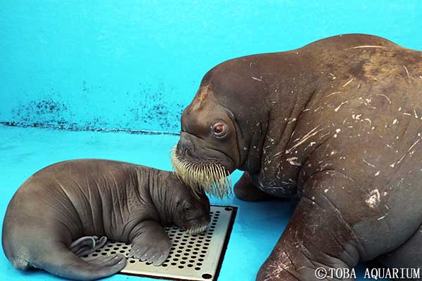 セイウチに赤ちゃん誕生 イベント 新着情報 鳥羽水族館公式ホームページ