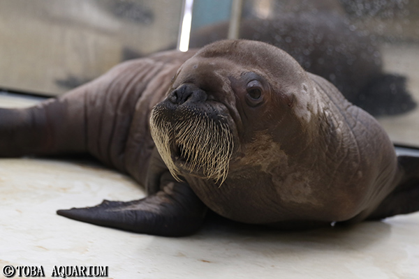 セイウチの赤ちゃん死亡のお知らせ イベント 新着情報 鳥羽水族館公式ホームページ