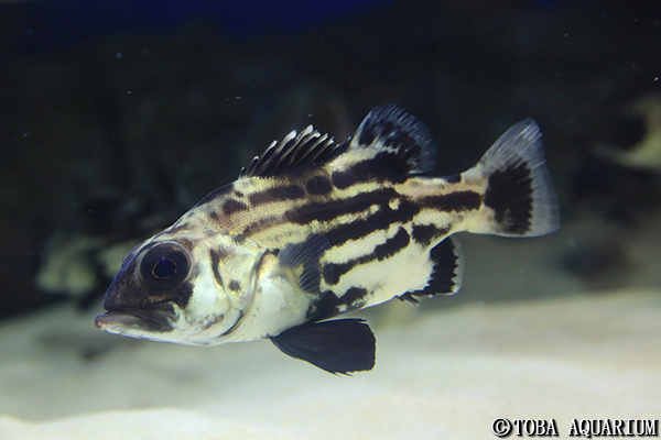 日本初記録 オオクチイシナギの繁殖に成功 イベント 新着情報 鳥羽水族館公式ホームページ