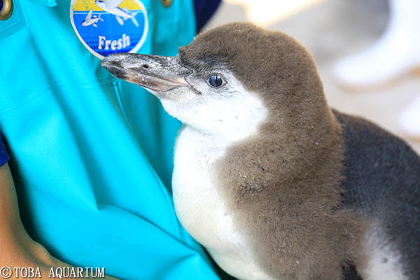 フンボルトペンギンのヒナの愛称を募集します イベント 新着情報 鳥羽水族館公式ホームページ