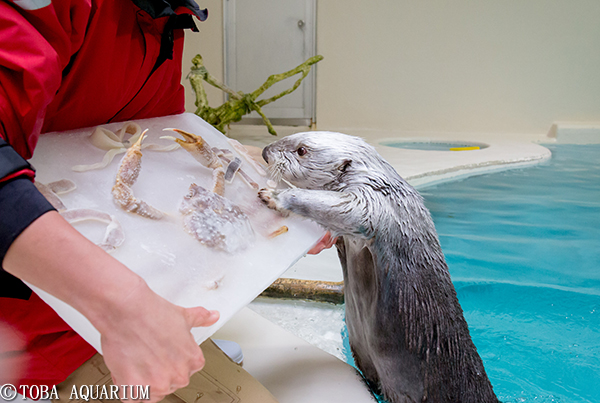 メイ 15歳の誕生日おめでとう イベント 新着情報 鳥羽水族館公式ホームページ