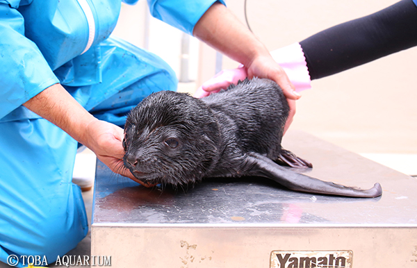 ミナミアフリカオットセイに赤ちゃん誕生 イベント 新着情報 鳥羽水族館公式ホームページ