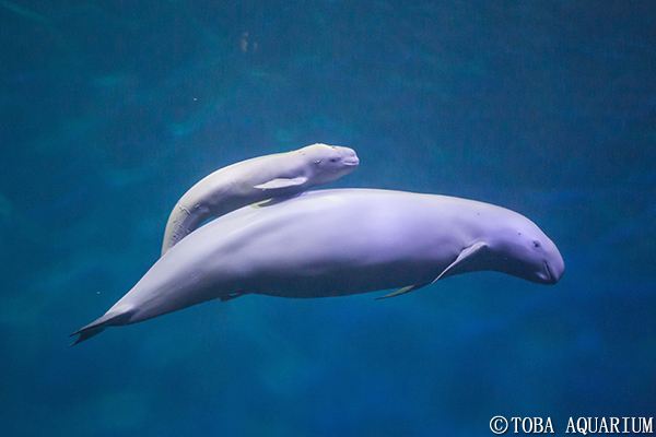 スナメリに赤ちゃん誕生 イベント 新着情報 鳥羽水族館公式ホームページ