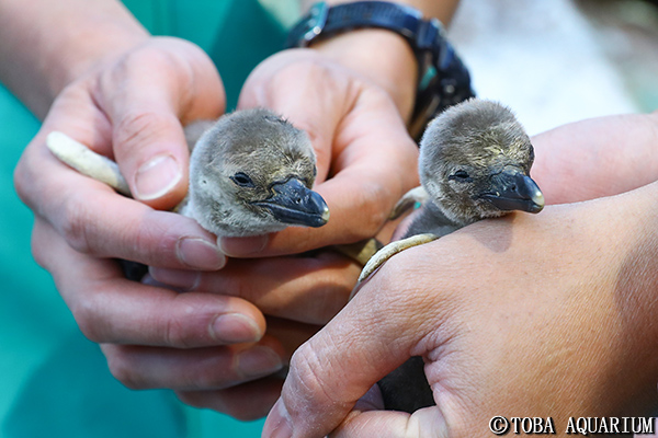 フンボルトペンギンの赤ちゃんが相次ぎ誕生 イベント 新着情報 鳥羽水族館公式ホームページ