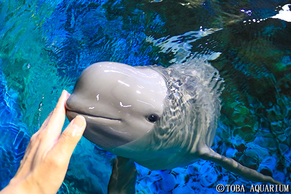 スナメリの子供の愛称募集を行います イベント 新着情報 鳥羽水族館公式ホームページ