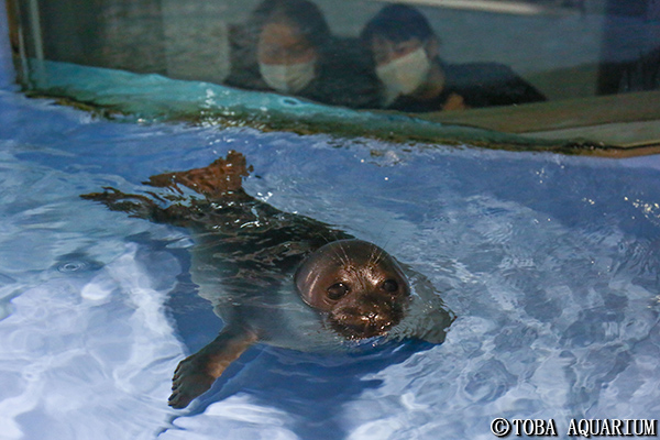 バイカルアザラシの ニコ を一般公開しました イベント 新着情報 鳥羽水族館公式ホームページ