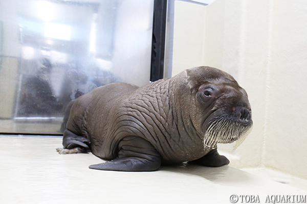 セイウチに赤ちゃんが誕生しました イベント 新着情報 鳥羽水族館公式ホームページ