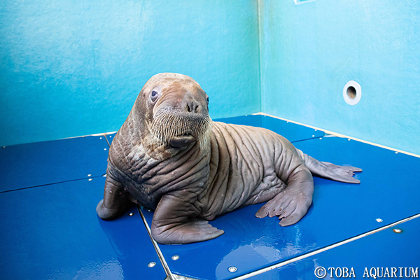 セイウチの赤ちゃんを一般公開します イベント 新着情報 鳥羽水族館公式ホームページ