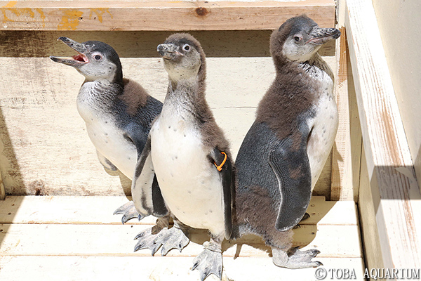 フンボルトペンギンのヒナ3羽の愛称が決定 イベント 新着情報 鳥羽水族館公式ホームページ フンボルトペンギンのヒナ3羽の愛称が決定 イベント 新着情報 鳥羽水族館公式ホームページ