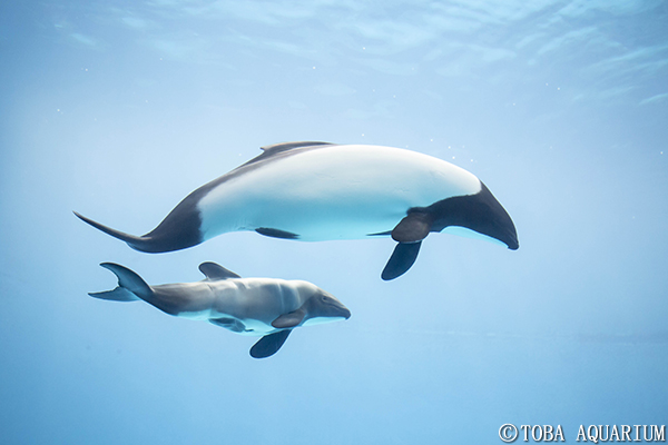 イロワケイルカに赤ちゃん誕生 イベント 新着情報 鳥羽水族館公式ホームページ