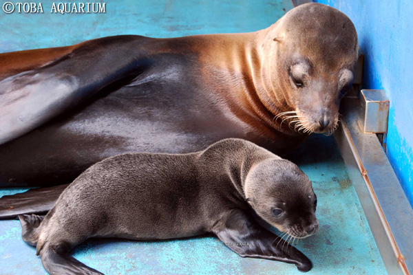 カリフォルニアアシカ 赤ちゃん誕生 イベント 新着情報 鳥羽水族館公式ホームページ カリフォルニアアシカ 赤ちゃん誕生 イベント 新着情報 鳥羽水族館公式ホームページ