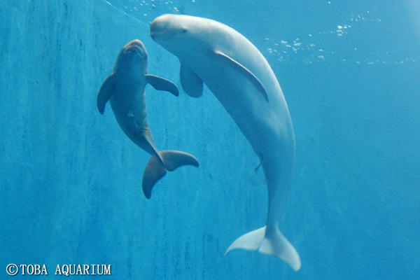 スナメリに赤ちゃん誕生 イベント 新着情報 鳥羽水族館公式ホームページ