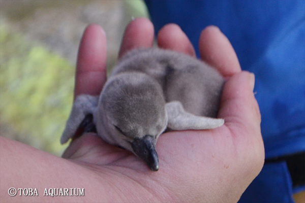 14年初の赤ちゃん フンボルトペンギン誕生 イベント 新着情報 鳥羽水族館公式ホームページ