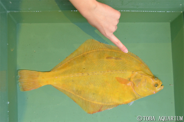 鳥羽に黄金 こがね 色のカレイ現る イベント 新着情報 鳥羽水族館公式ホームページ 鳥羽に黄金 こがね 色のカレイ現る イベント 新着情報 鳥羽水族館公式ホームページ