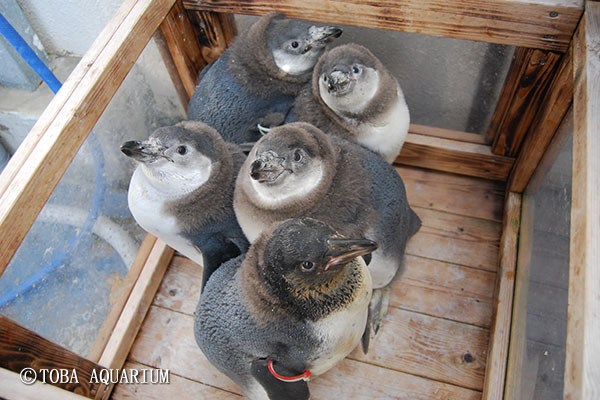 フンボルトペンギンの子どもたち すくすく成長中 イベント 新着情報 鳥羽水族館公式ホームページ