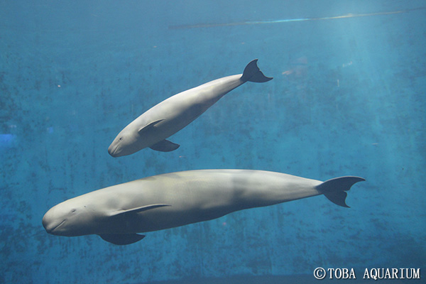 スナメリの赤ちゃん愛称募集 イベント 新着情報 鳥羽水族館公式ホームページ