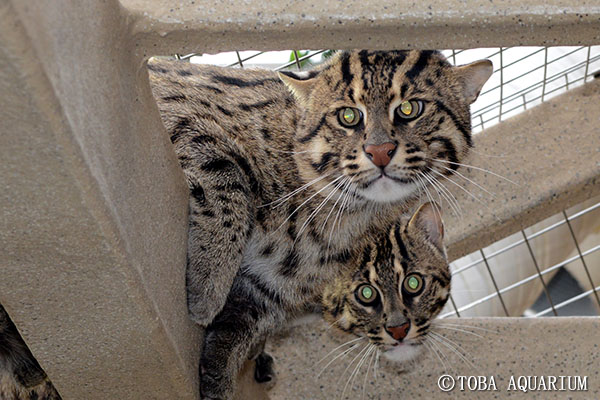 スナドリネコ 愛称決定 イベント 新着情報 鳥羽水族館公式ホームページ