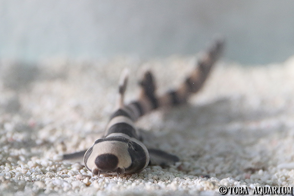 水族館のイヌ ネコ展 イベント 新着情報 鳥羽水族館公式ホームページ