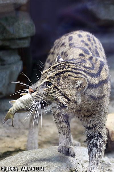 春イベント 水族館のイヌ ネコ展 始まりました イベント 新着情報 鳥羽水族館公式ホームページ