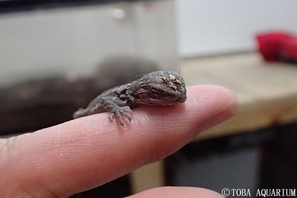 フトアゴヒゲトカゲの赤ちゃん誕生 イベント 新着情報 鳥羽水族館公式ホームページ フトアゴヒゲトカゲの赤ちゃん誕生 イベント 新着情報 鳥羽水族館公式ホームページ