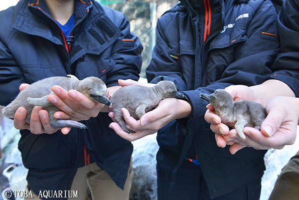 フンボルトペンギンに赤ちゃん誕生 イベント 新着情報 鳥羽水族館公式ホームページ
