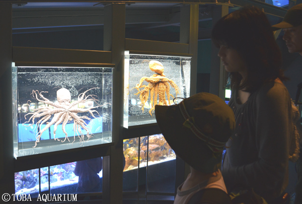 ã‚ã‚ã›ã¦141æœ¬è¶³ å¤šè¶³ãƒ€ã‚³ ã®æ¨™æœ¬å±•ç¤ºå†é–‹ ã‚¤ãƒ™ãƒ³ãƒˆ æ–°ç€æƒ…å ± é³¥ç¾½æ°´æ—é¤¨å…¬å¼ãƒ›ãƒ¼ãƒ ãƒšãƒ¼ã‚¸