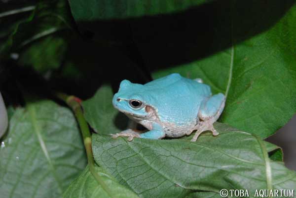 変わった色のニホンアマガエルの展示開始 イベント 新着情報 鳥羽水族館公式ホームページ