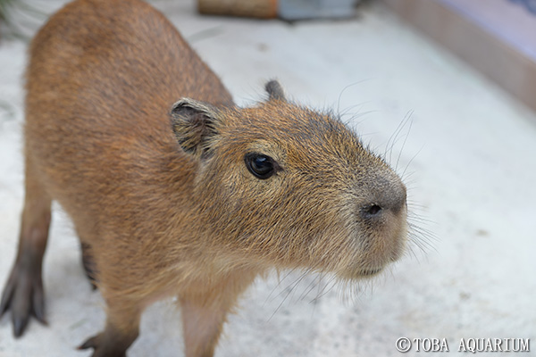 カピバラの子どもの展示をはじめました イベント 新着情報 鳥羽水族館公式ホームページ