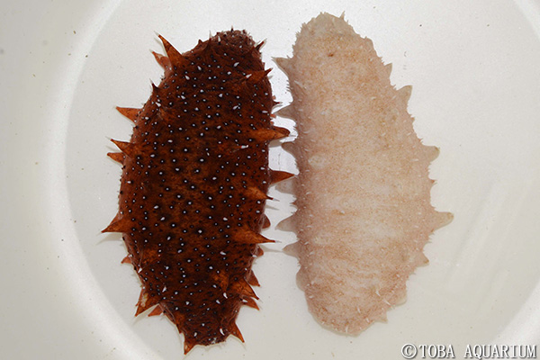 変わった色のイセエビとナマコを展示します イベント 新着情報 鳥羽水族館公式ホームページ 変わった色のイセエビとナマコを展示します イベント 新着情報 鳥羽水族館公式ホームページ