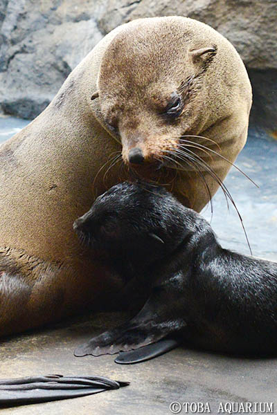 ミナミアフリカオットセイの赤ちゃん誕生 イベント 新着情報 鳥羽水族館公式ホームページ