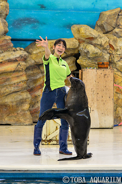 新人トレーナーがアシカショーにデビュー イベント 新着情報 鳥羽水族館公式ホームページ