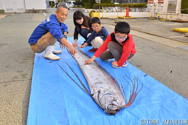 夏イベント 超レア 世界no 1生きもの展 まもなく開催 イベント 新着情報 鳥羽水族館公式ホームページ