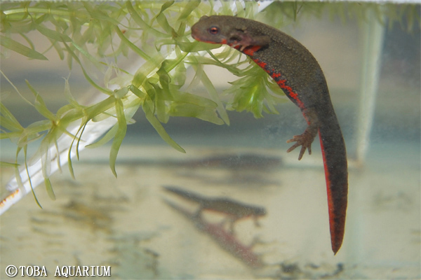カエルとイモリの天気予報水槽 ワニの雷雨情報 イベント 新着情報 鳥羽水族館公式ホームページ