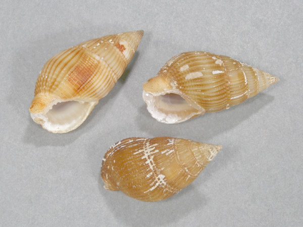 フトコロガイムシロガイの仲间